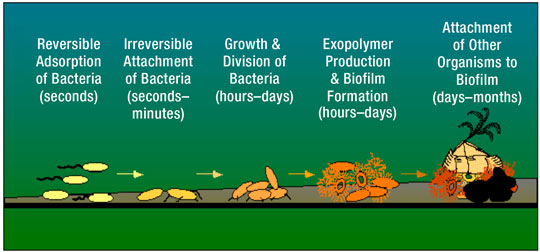 Biofilm management and control