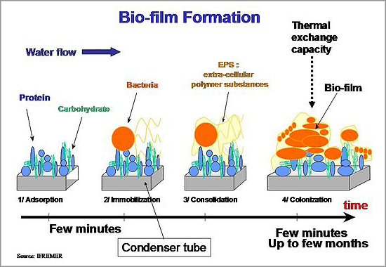 Biofilm management and control