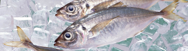 Fish and Shrimp Farms